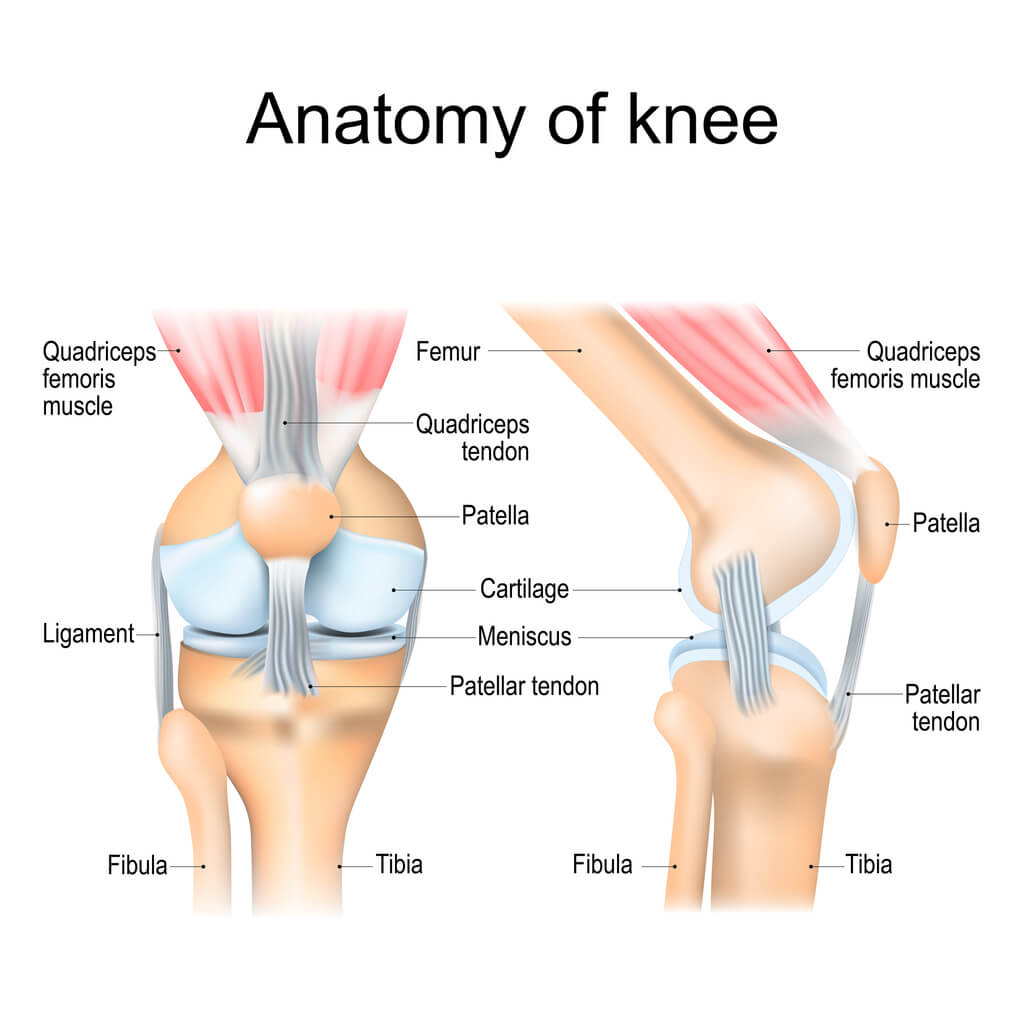 Knee pain and knee anatomy